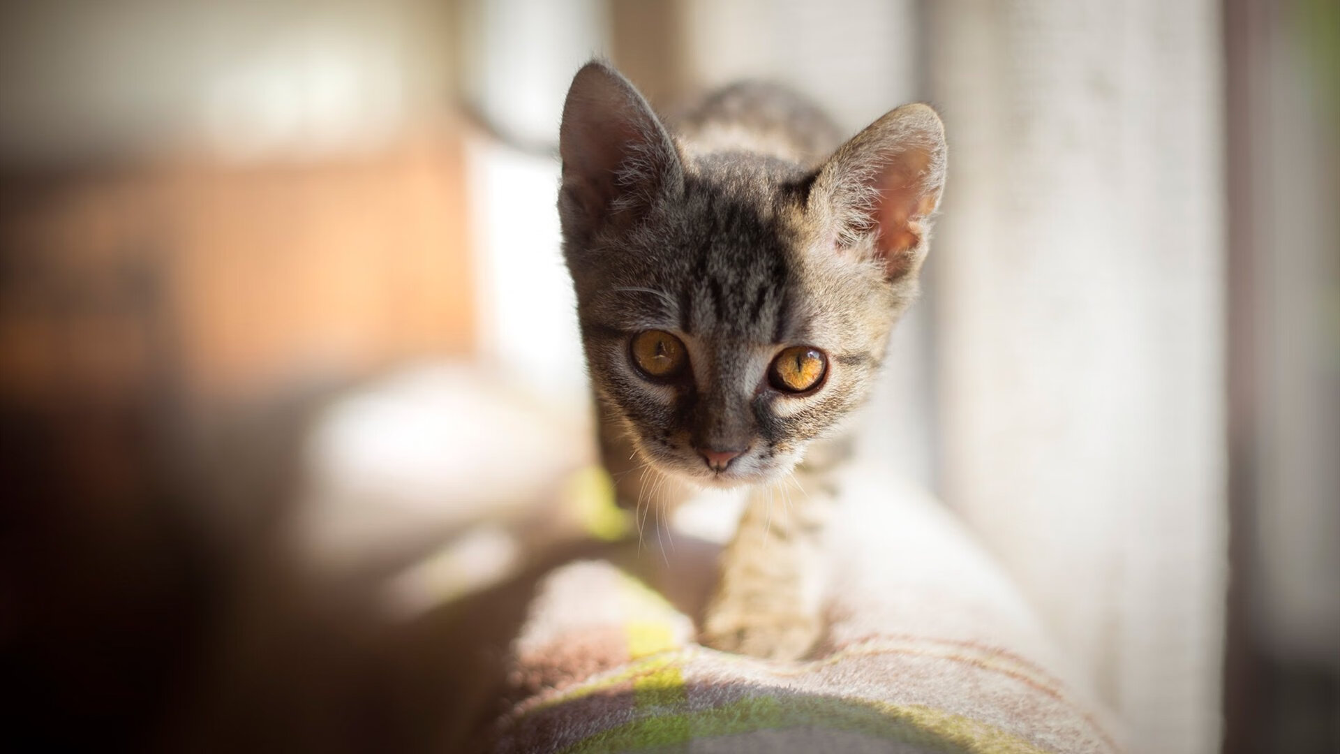 广东省“未来之星”青少年篮球创投基金正式启动，广东队未来之星