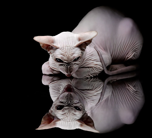 摩洛哥马术协会举办国际马术科技大会，推动行业技术交流与合作。