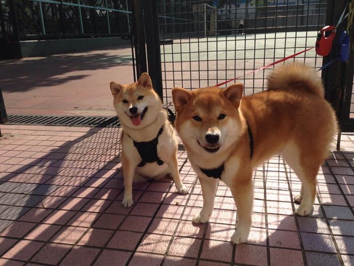 “逆境突围:球队在关键时刻的神奇表现”,《逆境突袭》