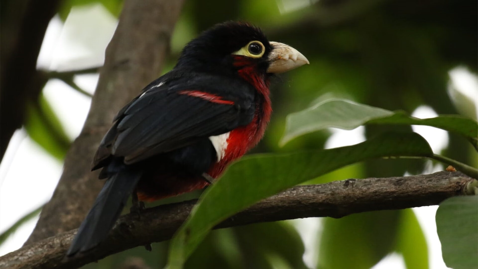 九游app官网下载-凯尔特人大逆转！，凯尔特人比赛视频